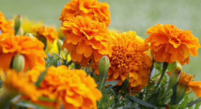 El secreto de maestros jardineros para que tu Cempasúchil tenga flores frondosas y coloridas