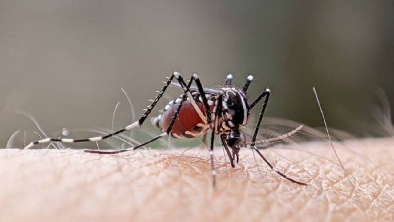 La insólita razón por la que te pican los mosquitos y seguro desconoces