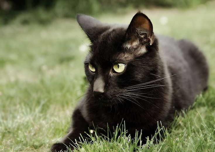 MP investiga el caso de gatos asesinados con cordones en Barquisimeto