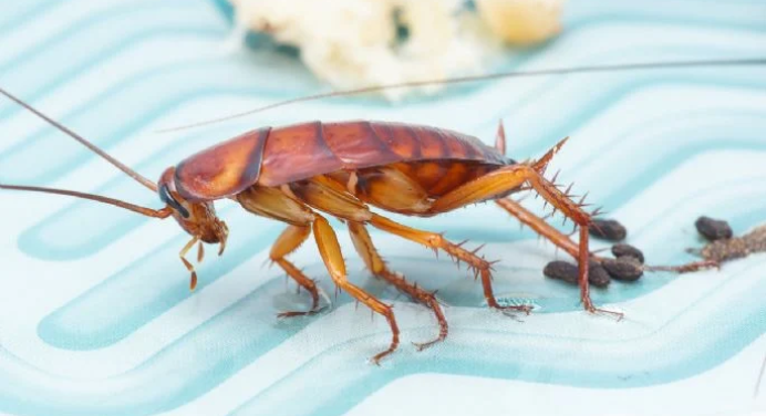 Dile adiós a las cucarachas con este truco casero