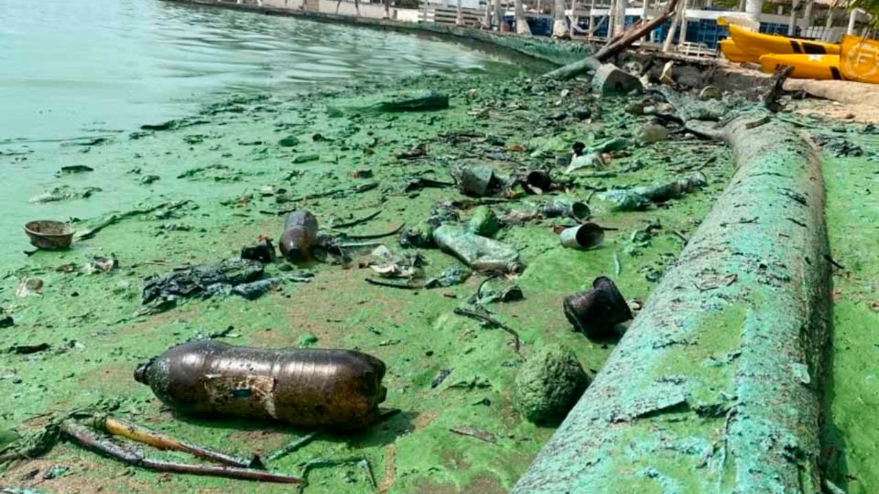 Alertan sobre la creciente contaminación por verdín en el Lago de Maracaibo