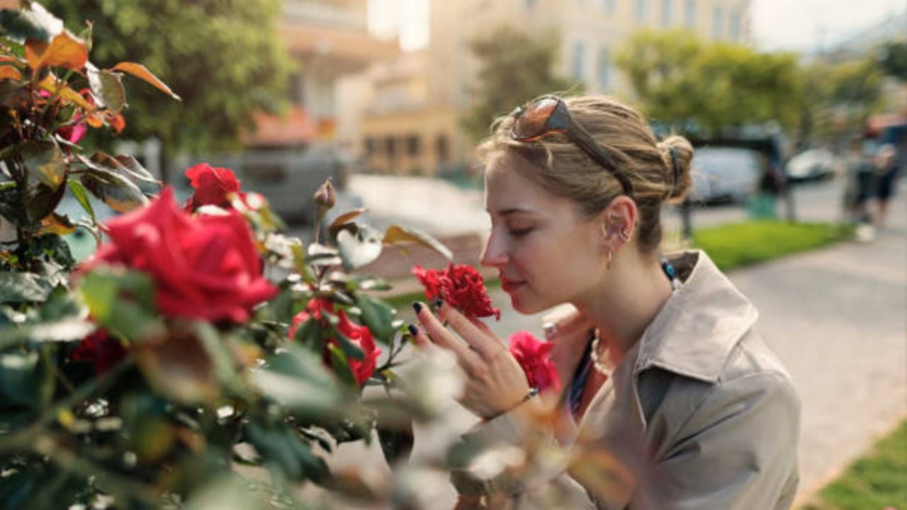 Así debes usar una papa para que tu rosal estalle de flores en agosto