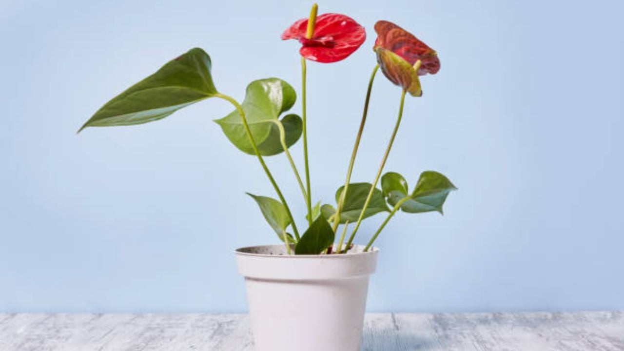 El nutriente que necesita tu Anturio rojo para que estalle de flores en agosto