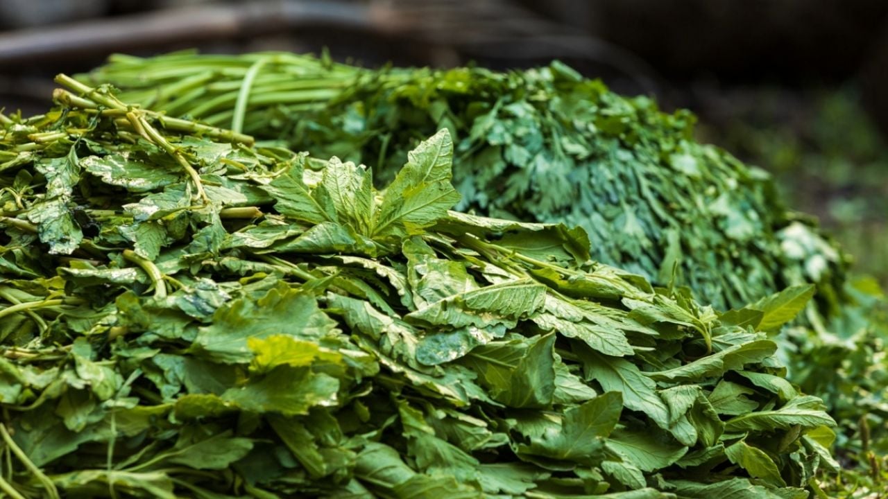 La planta aromática que alejará las malas vibras de tu hogar