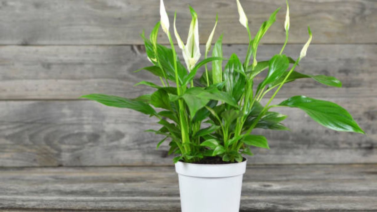 La bebida que necesita tu Cuna de Moisés para que estalle de flores en agosto