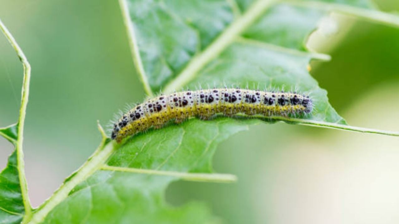 Solo con 2 ingredientes, protege tus plantas y evita que los gusanos coman sus hojas