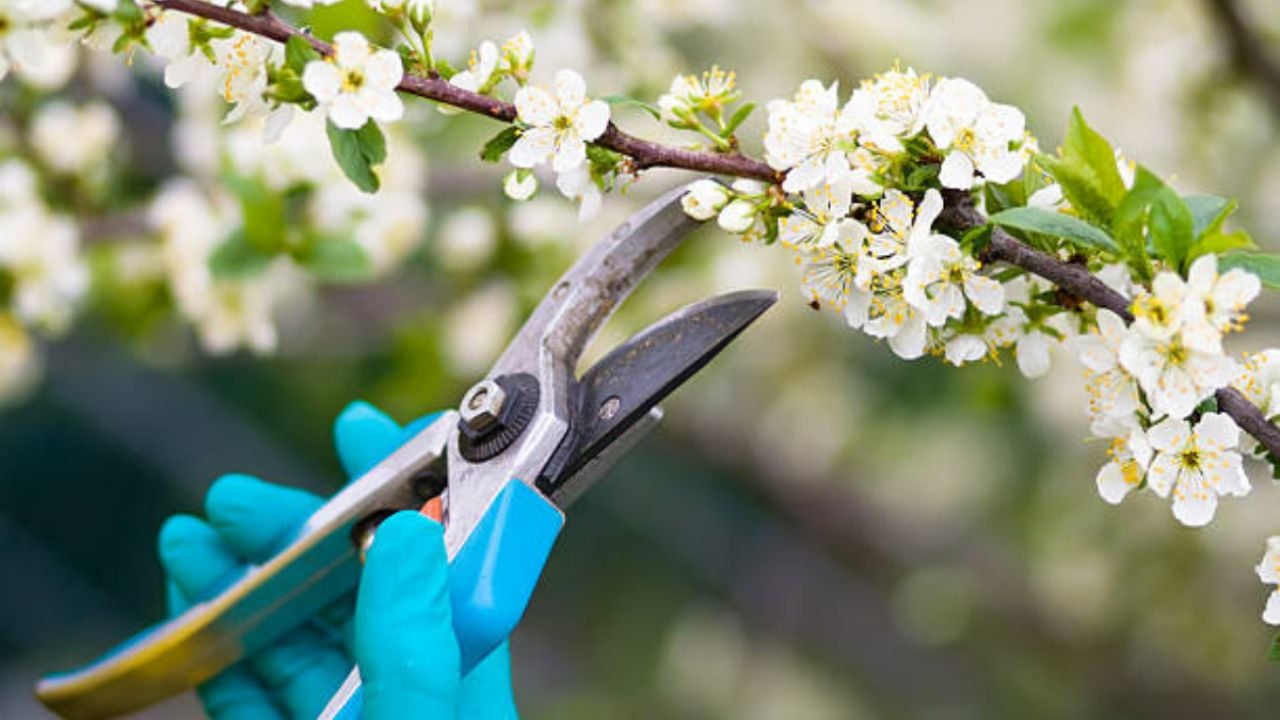 Calendario de poda: estas son las plantas a las que les debes cortar sus ramas en agosto