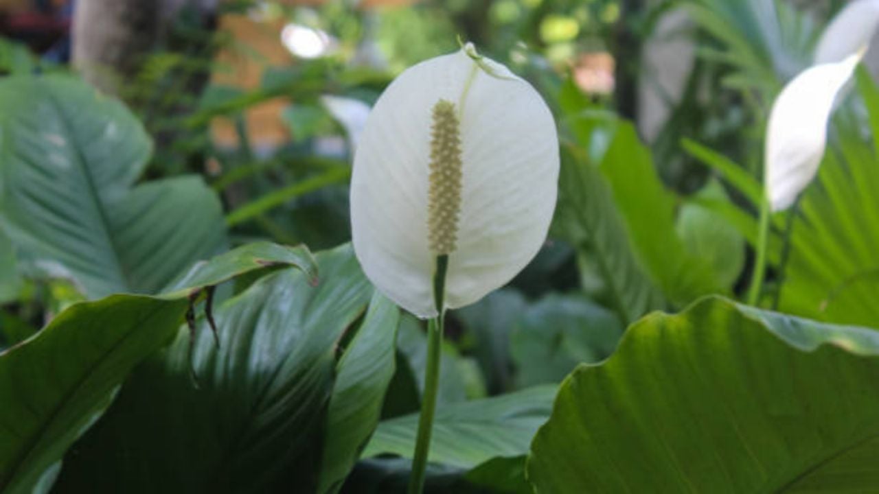 Los 5 nutrientes que necesita tu Cuna de Moisés para que estalle de flores