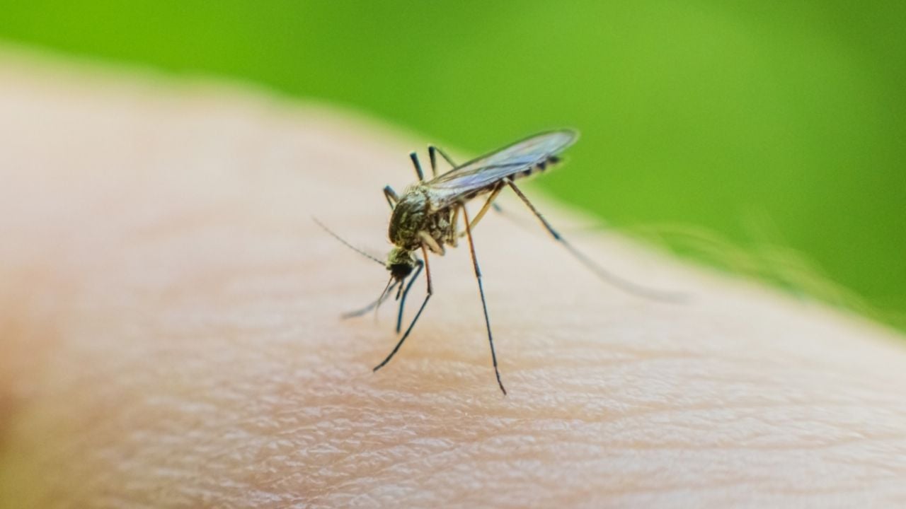 No más picaduras de mosquitos; conoce el perfume con aroma natural para ahuyentarlos de tu casa