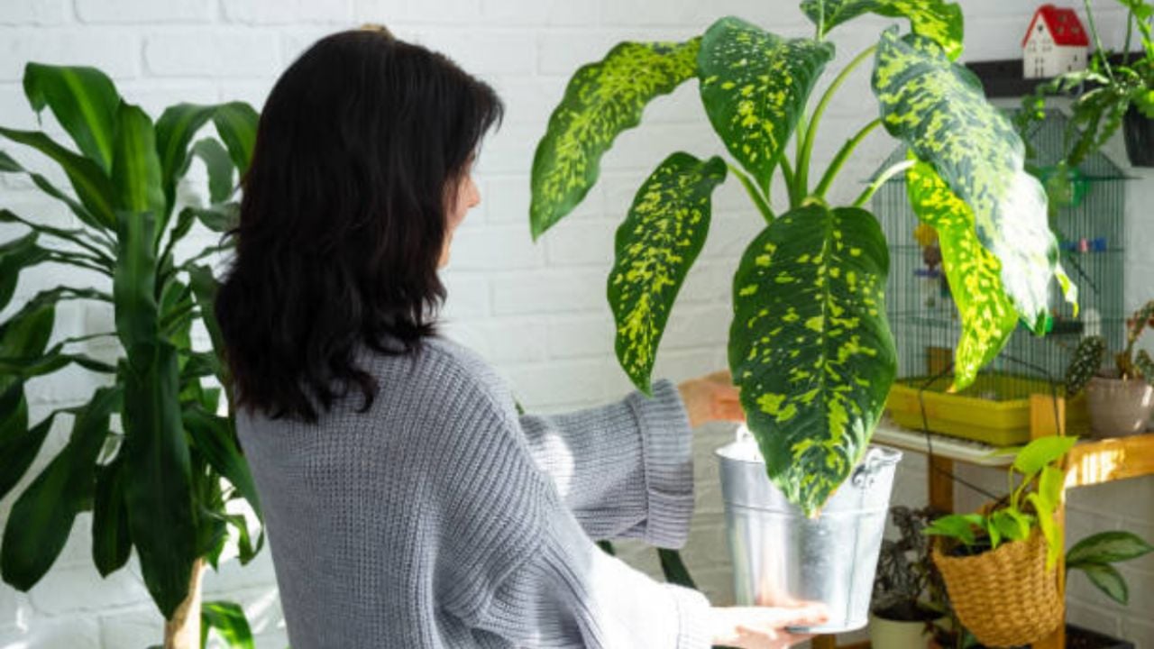 5 plantas que debes tener en casa para atraer dinero, buena suerte y prosperidad