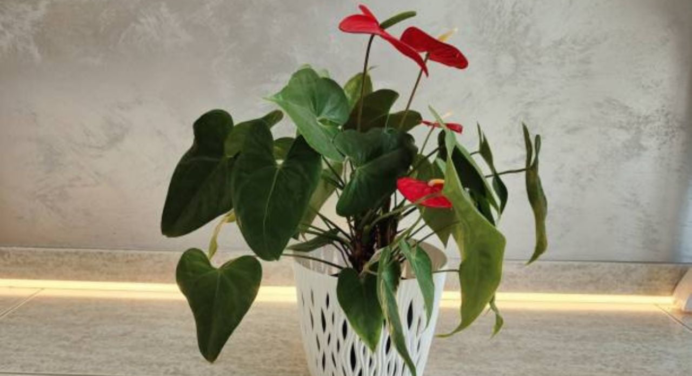 Un chorrito de este enraizador casero y tu Anturio rojo estallará de flores