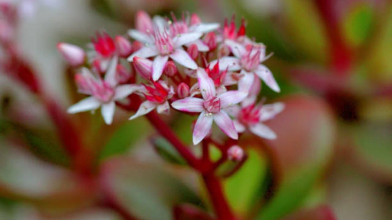 La bebida que necesita tu árbol de jade para que estalle de flores en agosto