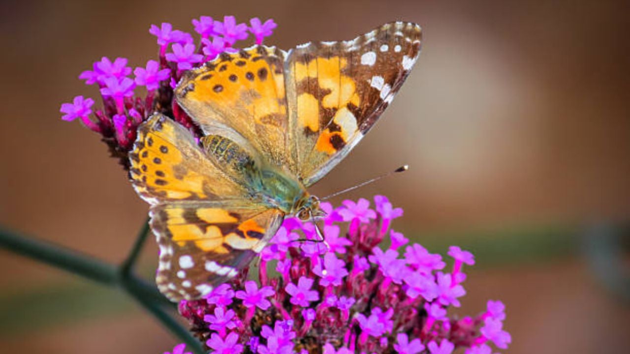 La planta autóctona de México que debes tener en tu jardín para atraer mariposas