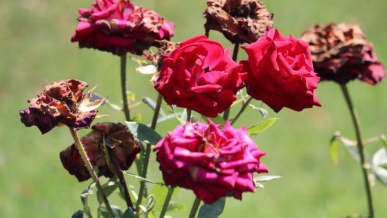 La fórmula casera que hará que tu rosal estalle de flores en septiembre