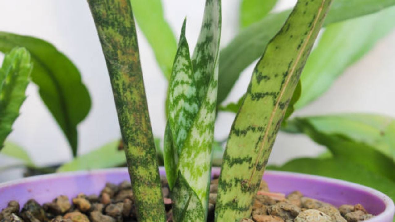 Un chorrito de esta bebida y podrás ahuyentar los insectos de tu Sansevieria o Lengua de suegra