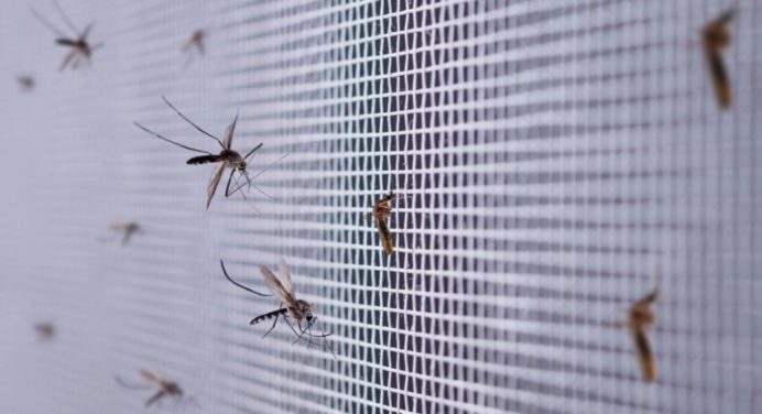 No más mosquitos; conoce el TRUCO con papel de baño para alejarlos de tu casa y dormir tranquilo