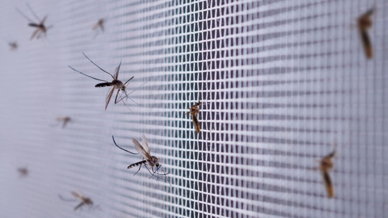 No más mosquitos en tu habitación; desaparece los insectos para siempre con este truco japonés