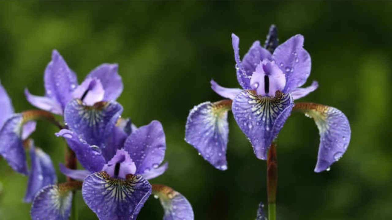 5 plantas que absorben el agua de lluvia y evitan inundaciones en tu jardín