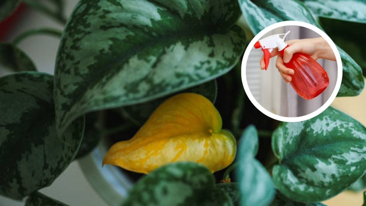 Solo con 3 ingredientes, elimina las hojas amarillas de tus plantas y regrésales la vitalidad perdida