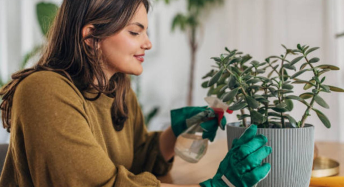 Dile adiós a la pobreza: en este lugar debes colocar tu árbol de jade para atraer dinero