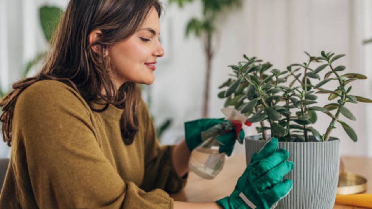 Dile adiós a la pobreza: en este lugar debes colocar tu árbol de jade para atraer dinero