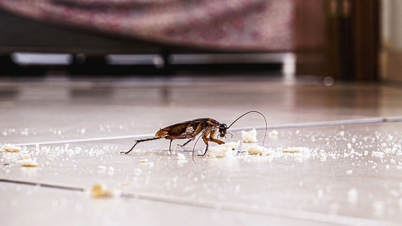 ¿En qué lugar dentro de tu casa se esconden las cucarachas en temporada de lluvias?