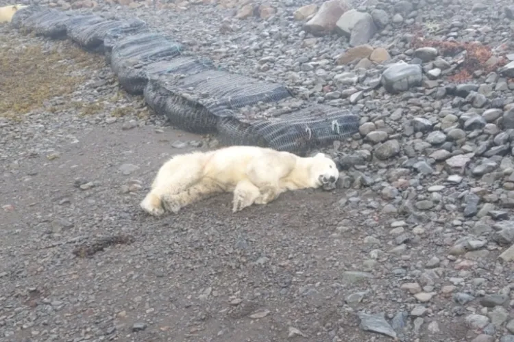 Autoridades de Islandia matan a oso polar tras aparecer cerca de una cabaña – Noticias Todos Ahora