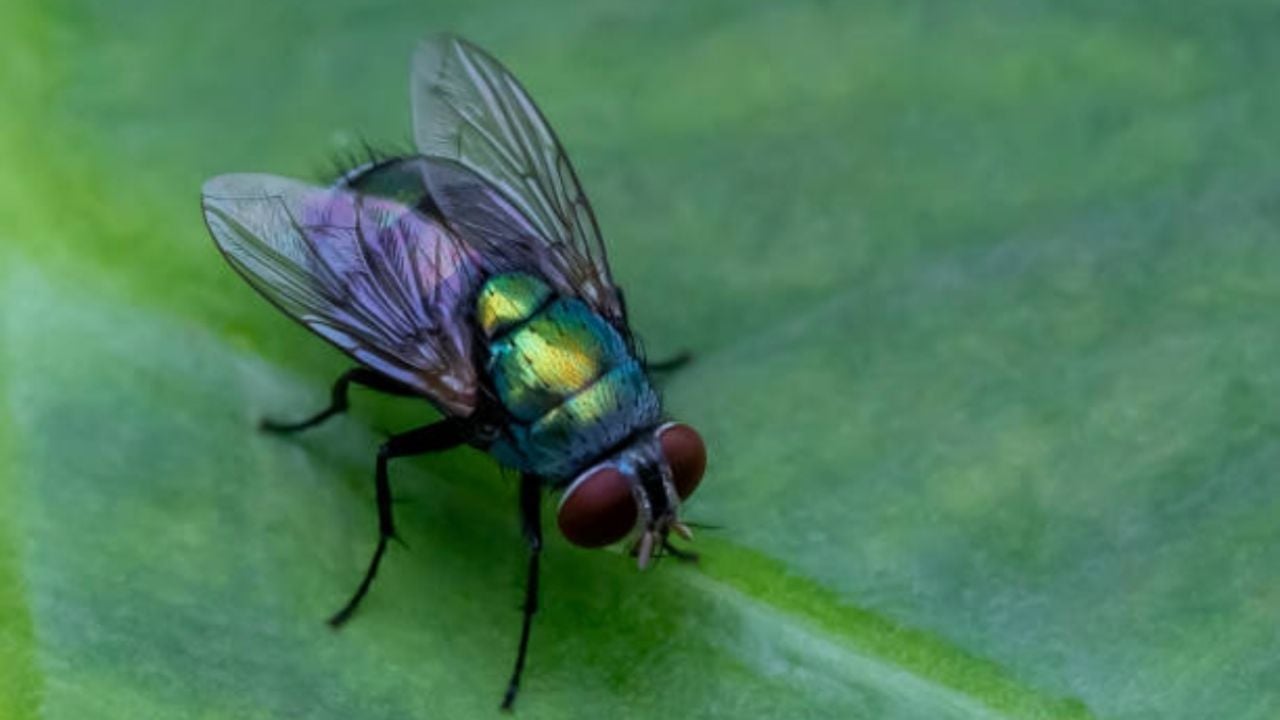 Las CLAVES para identificar a la mosca del drenaje y saber si tu casa está infestada