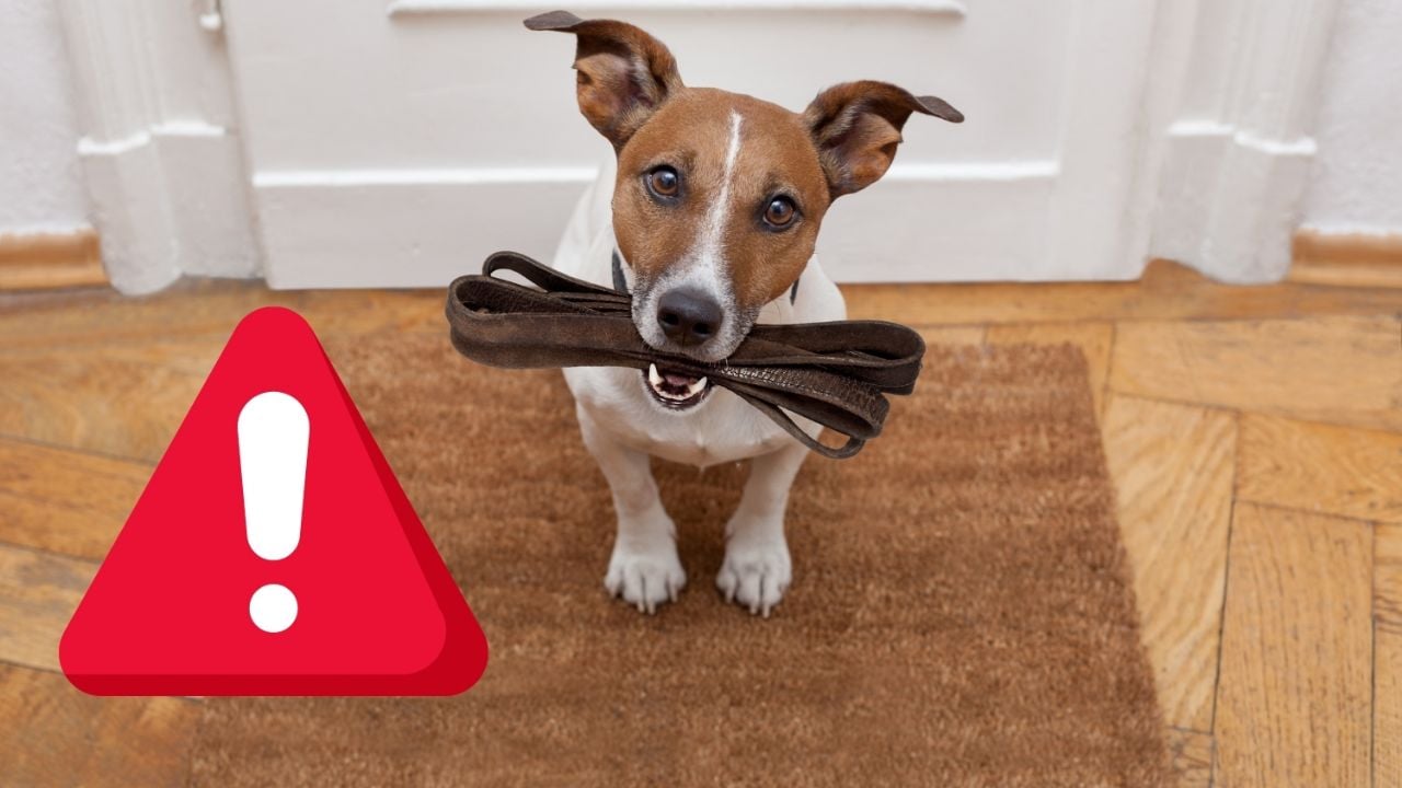 ¿Señal de alarma? esto debes hacer si tu perro no quiere salir a la calle