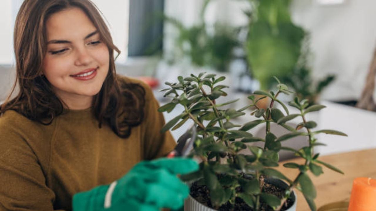 Una cucharadita de este ingrediente de cocina y tu árbol de jade estallará de flores en septiembre