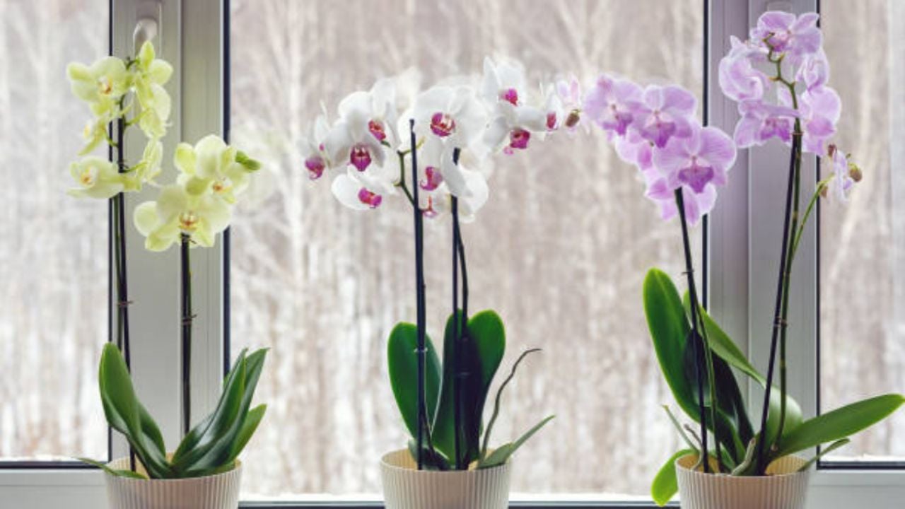 ¿Tu orquídea no florece? 3 cosas que están afectando a tu planta y seguro no lo sabes