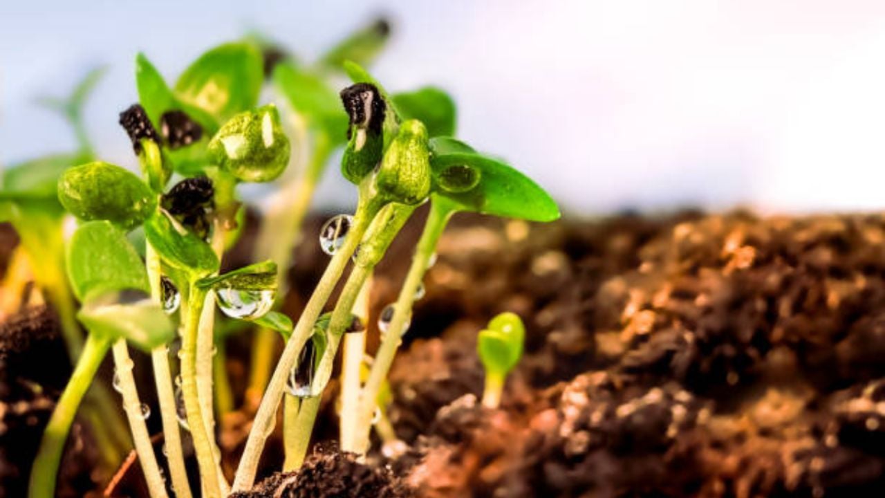 La germinación que debes usar para darle vida a tus plantas de interior