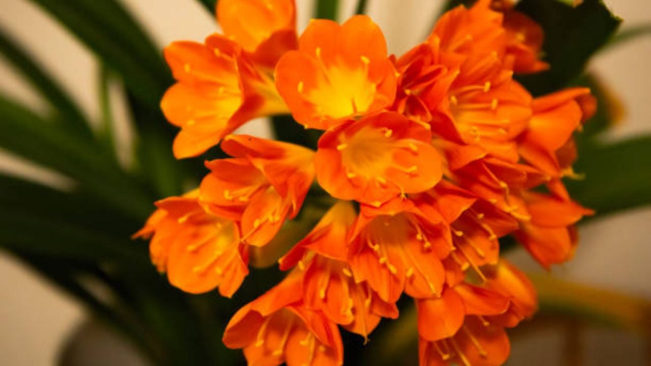 El abono casero que necesitan tus clivias para estallar de flores en septiembre