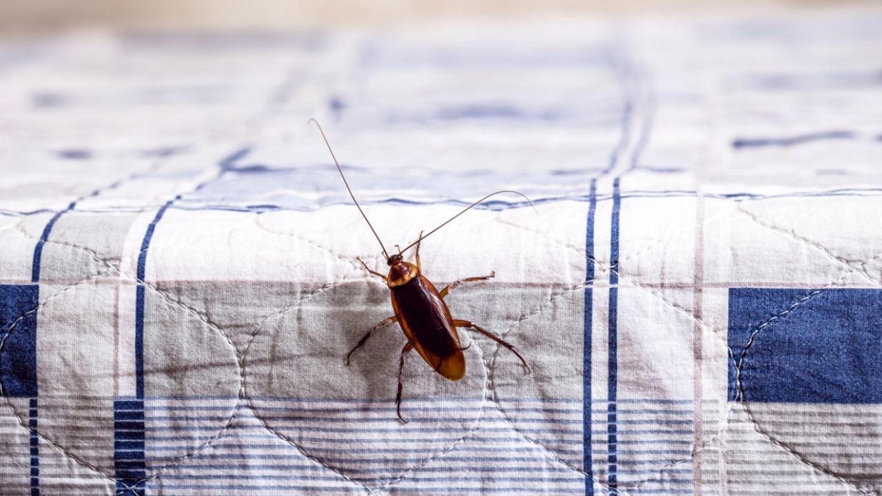 No más mosquitos o cucarachas; este es el mejor lugar para poner el laurel y alejarlos de tu casa