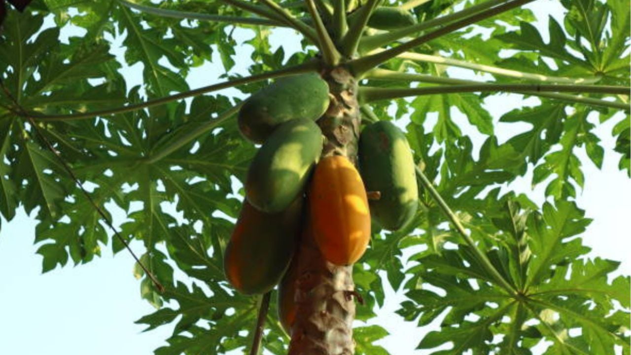 El nutriente que necesita tu árbol de papaya para explotar de frutas