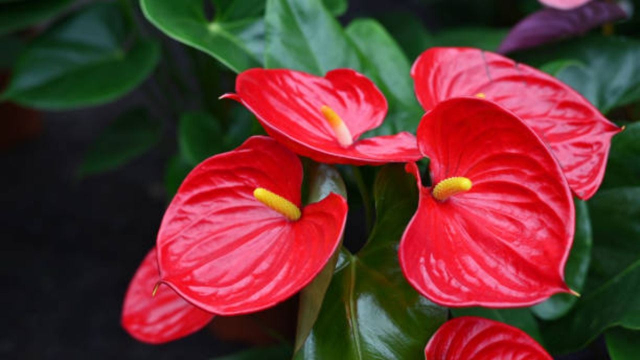 Anturio rojo: con estas abono casero y biodegradable harás que estalle de flores en octubre