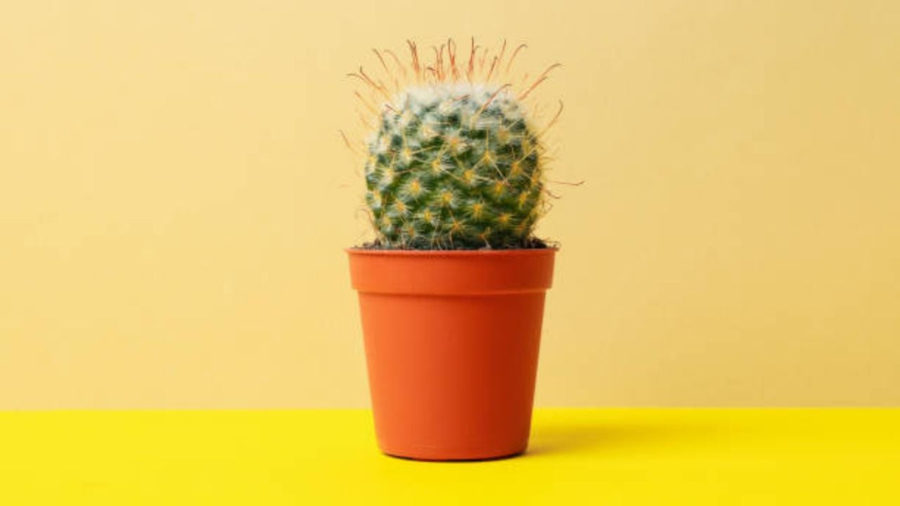 ¡No son indestructibles! El abono que necesita tu cactus para mantenerse rígido y con espinas filosas