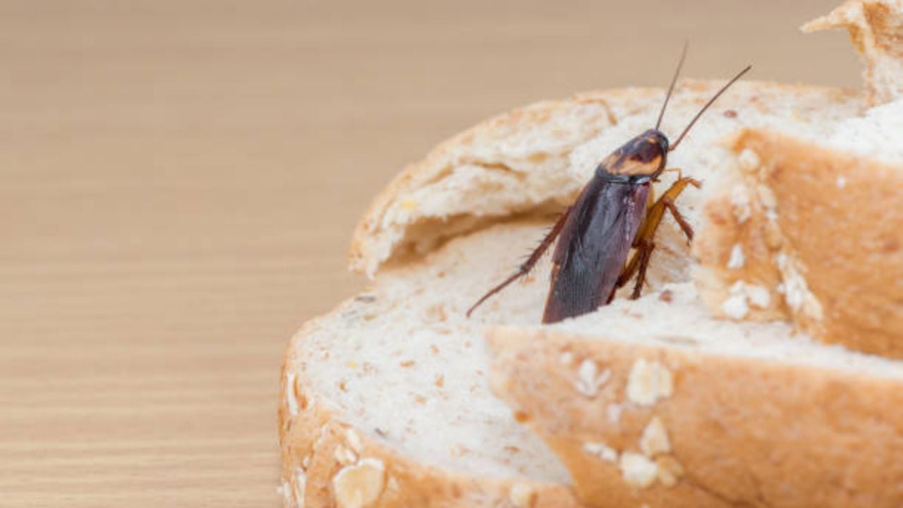 El poderoso polvo que elimina cucarachas en 12 horas