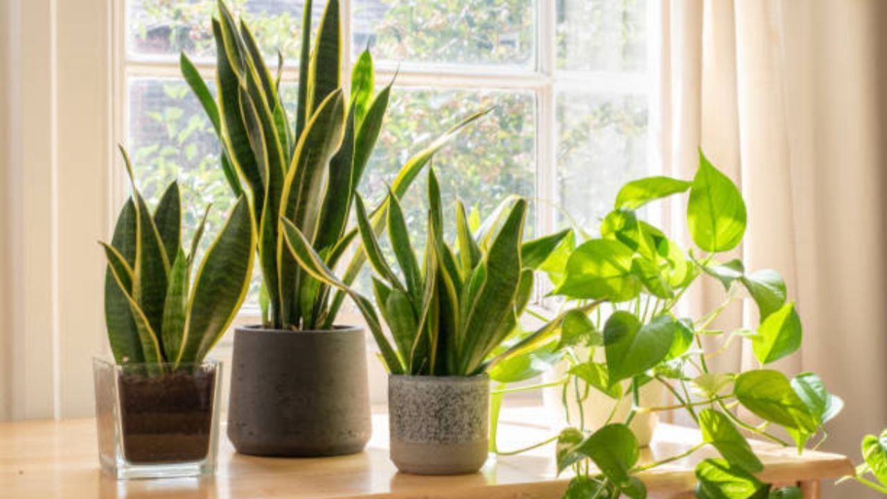 ¿Qué plantas atraen las desgracias a tu hogar?