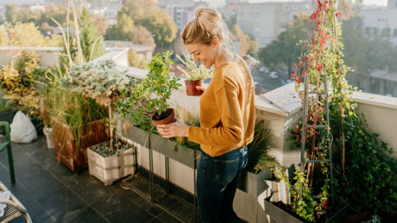 Las 5 plantas que debes quitar del jardín o terraza antes de que tu casa se llene de mosquitos