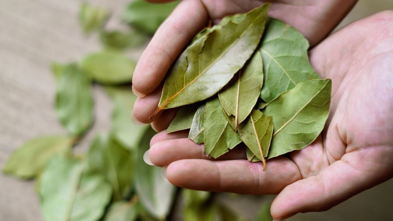 El ritual MÁGICO con hojas de laurel para conseguir trabajo a principios de octubre