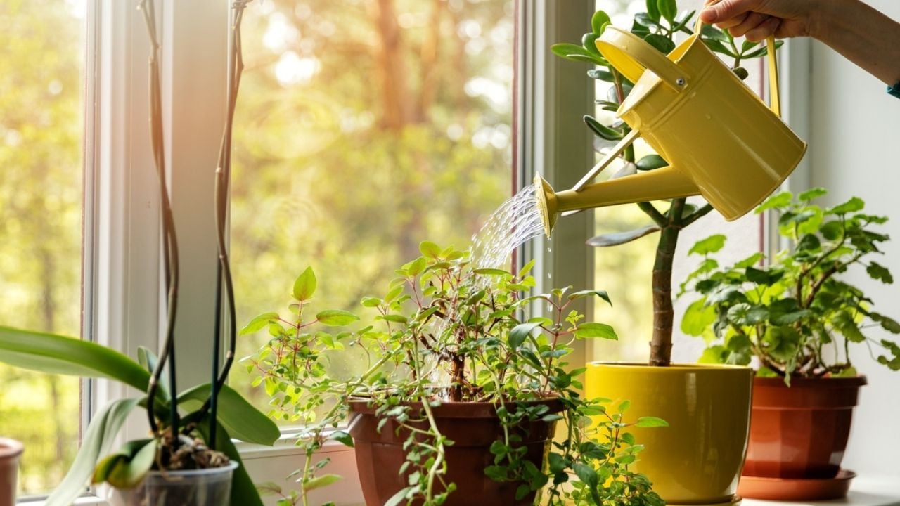 ¿Cómo utilizar el agua de lluvia para que tus plantas de interior estallen de flores en otoño?