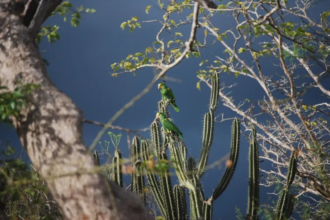 222 volantones de cotorra margariteña vuelan por los cielos de Nueva Esparta