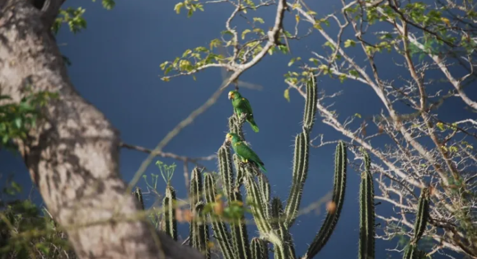 222 volantones de cotorra margariteña vuelan por los cielos de Nueva Esparta