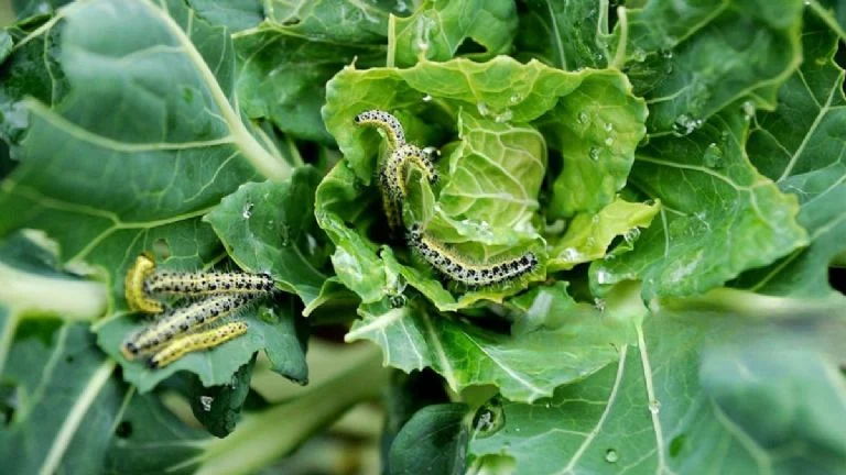 Esto te permitirá mantener tu jardín libre de aquellos invasores que dañan tus plantas.