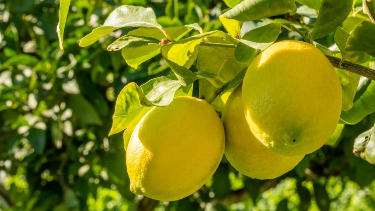 ¿Cómo utilizar 3 limones para hacer el poderoso ritual de Mhoni Vidente contra el mal de ojo?