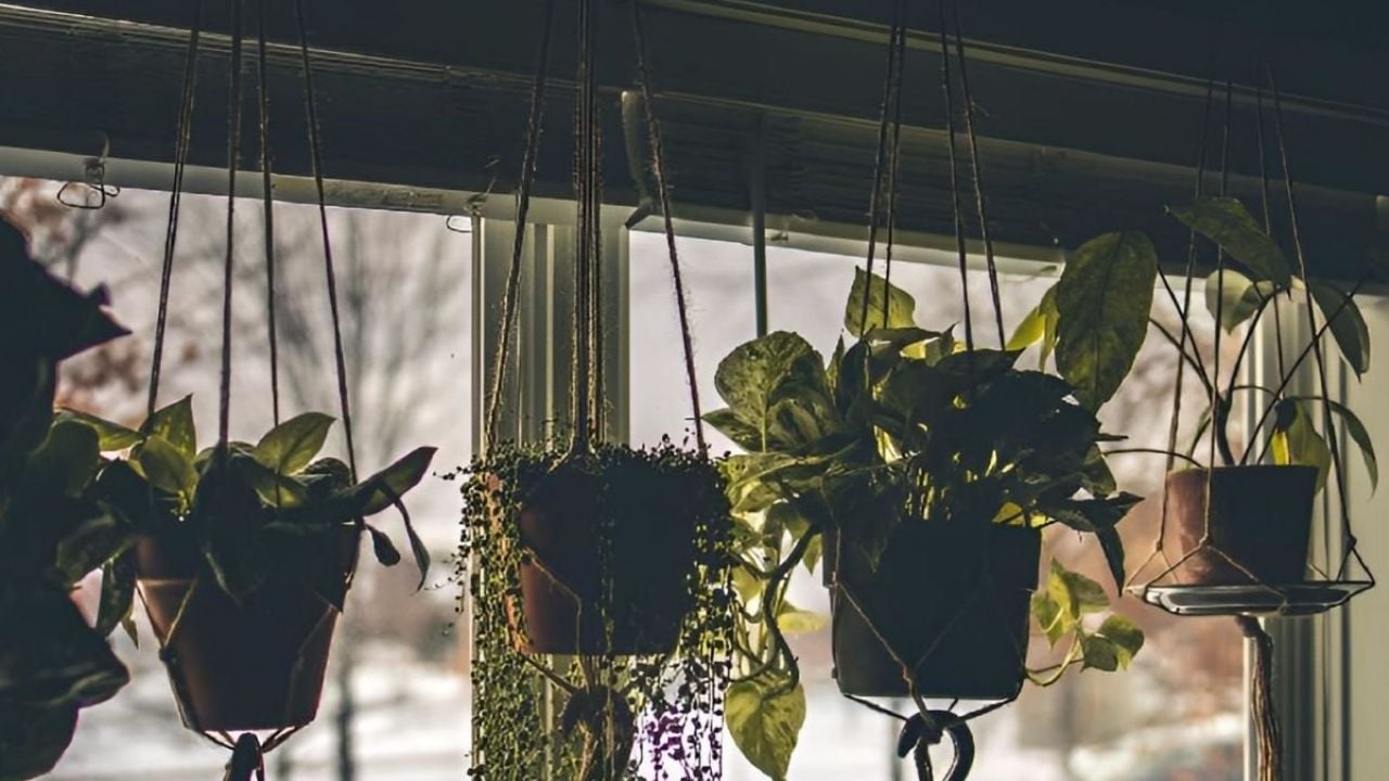 Las 3 plantas colgantes que debes tener en casa para atraer buena SUERTE y abundancia