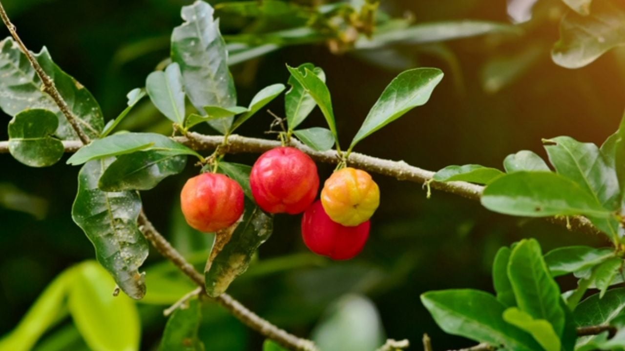 La fruta que elimina los resfriados, rejuvenece la piel y quita las alergias