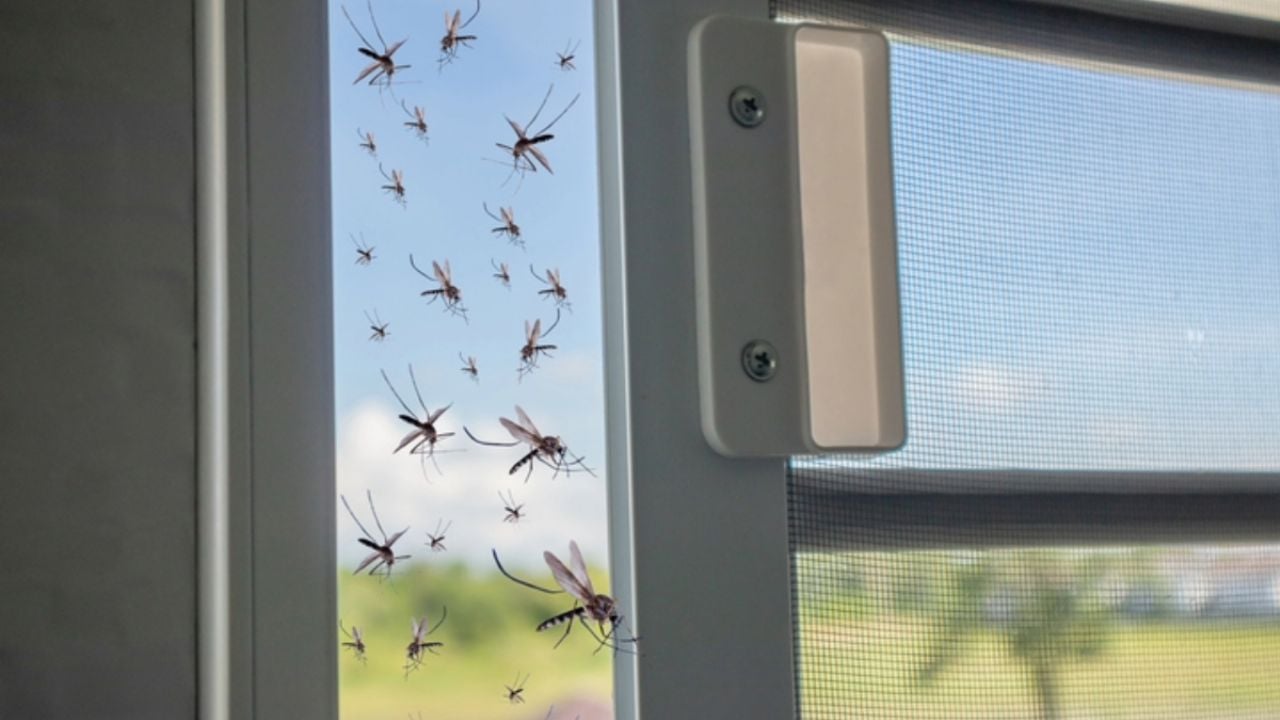 Adiós mosquitos; el truco más barato con papel higiénico que los aleja de tu casa para siempre