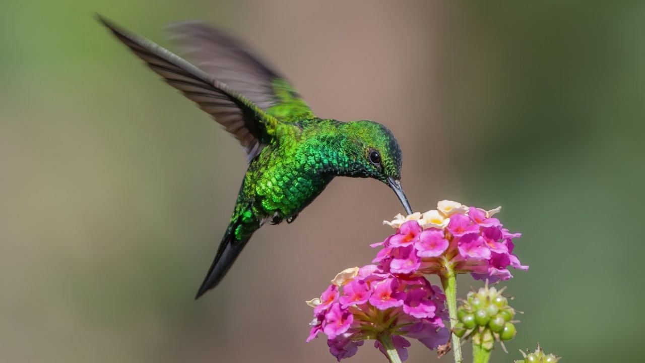 Las plantas más hermosas que debes sembrar en tu jardín para que los colibríes visiten tu casa